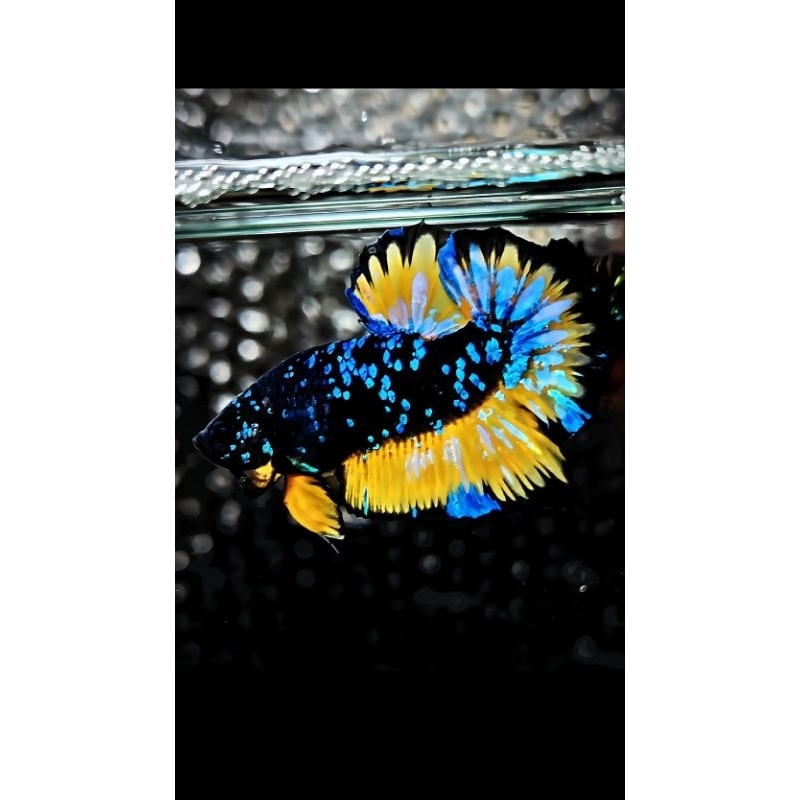 Avatar Nebula's Goku S3 Dasi Kuning