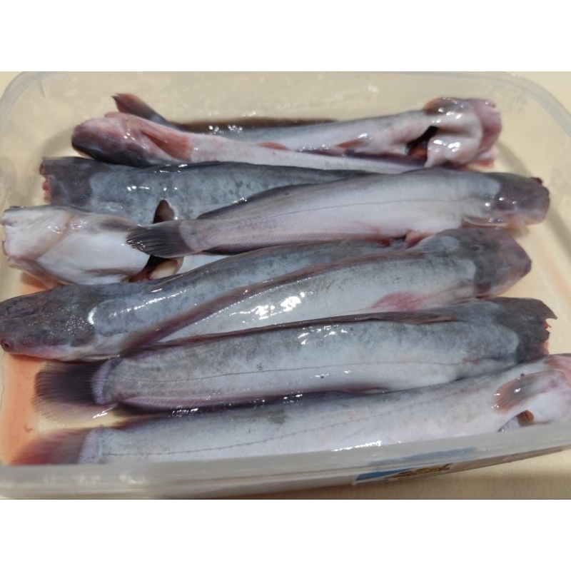 

LELE SEGAR FRESH bisa dipotong per KG isi 6/7/8/9