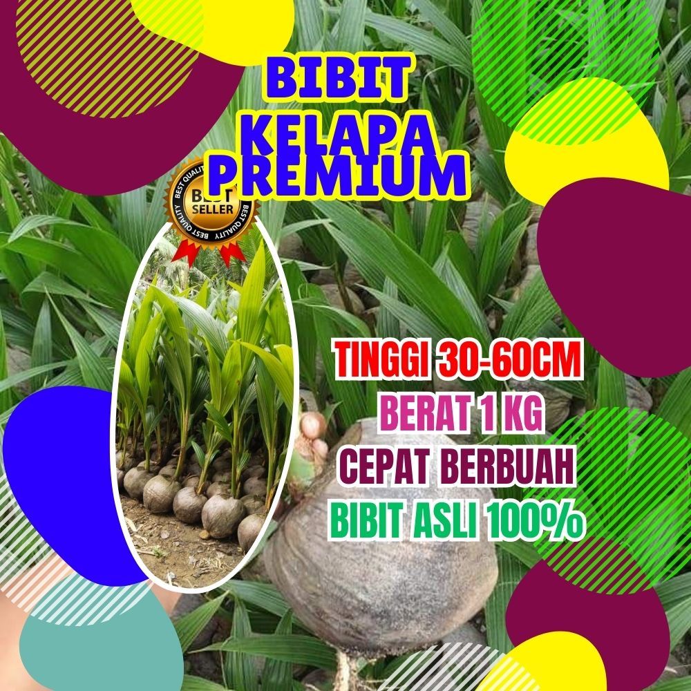KUALITAS UNGGUL.. Tanaman Kelapa Entok Anakan, Tanaman Kelapa Entok Anak