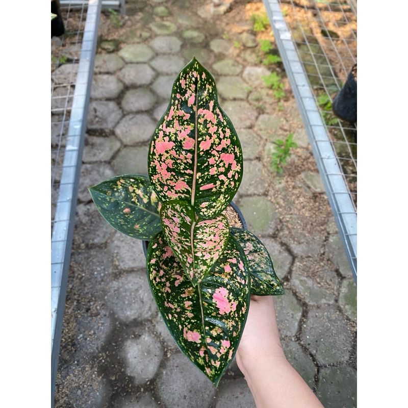 Aglaonema Ruby Compacta