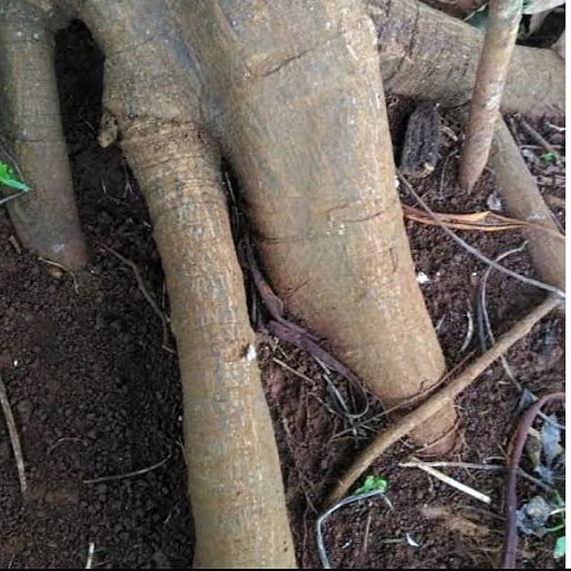 

250 g akar pohon jengkol / pohon jaring