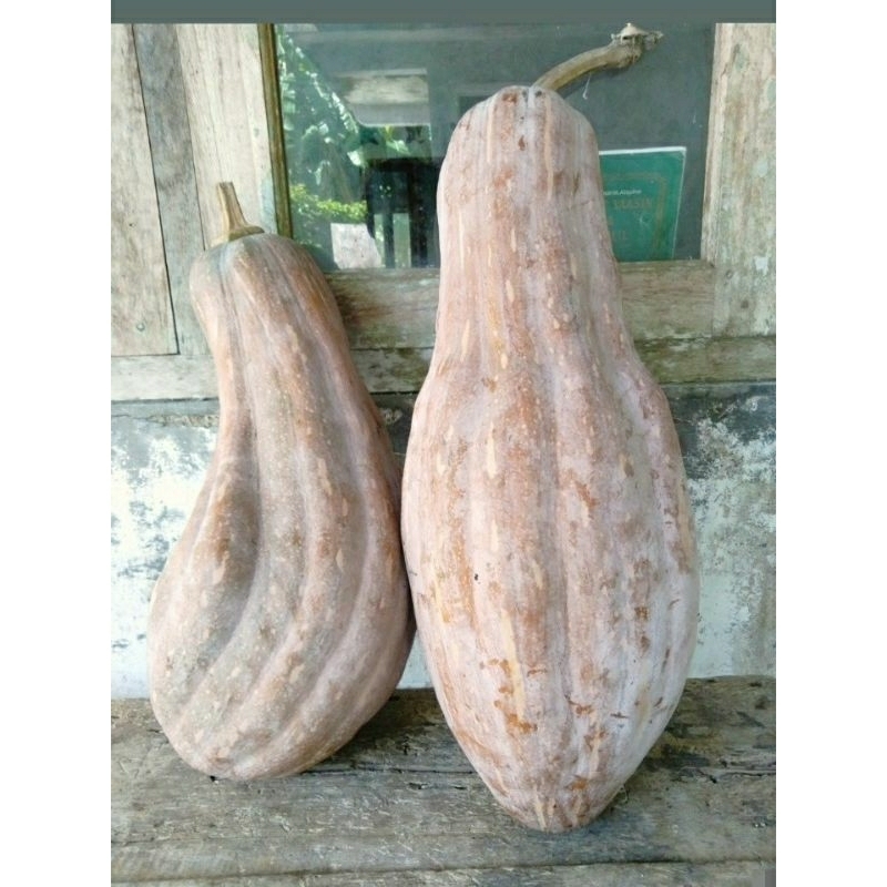 10 Benih-biji labu kuning panjang