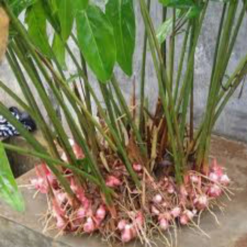 

loas laja 250 g / seper empat kilo