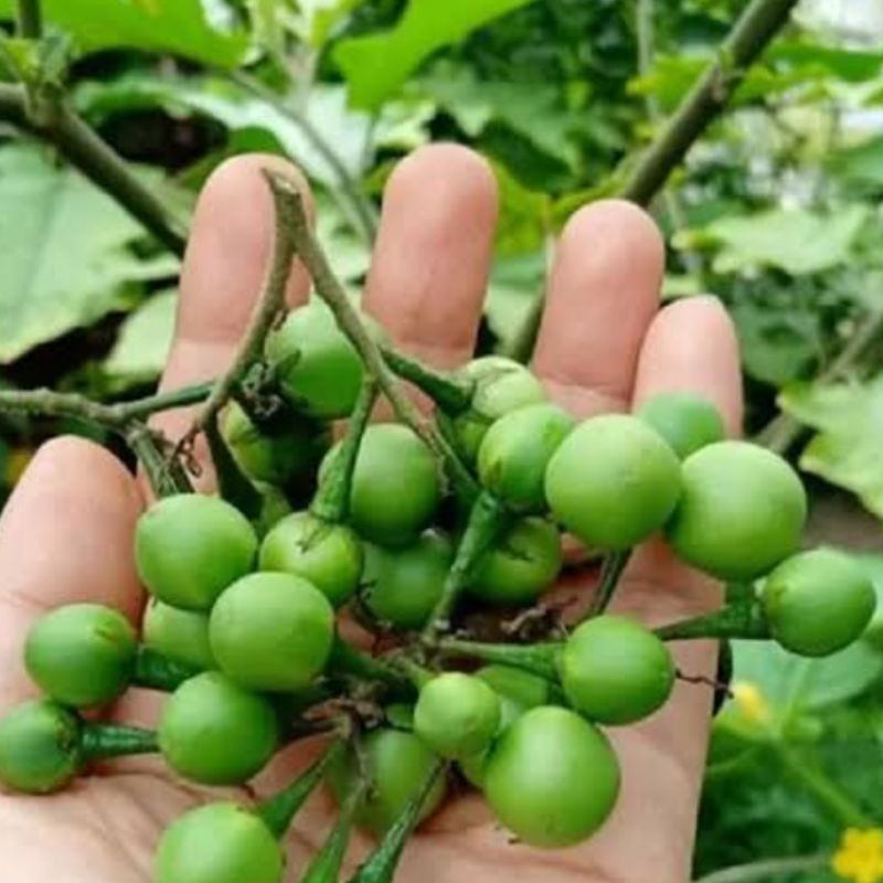 

Buah cepokak segar fresh paket 500 gram