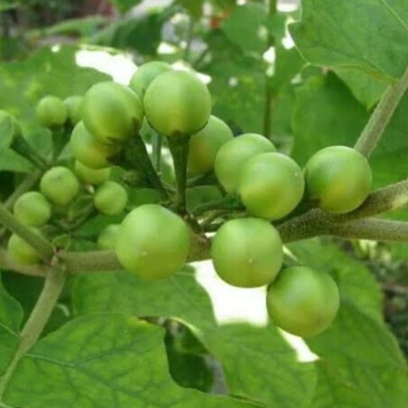 

Buah cepokak segar fresh paket 1 kg