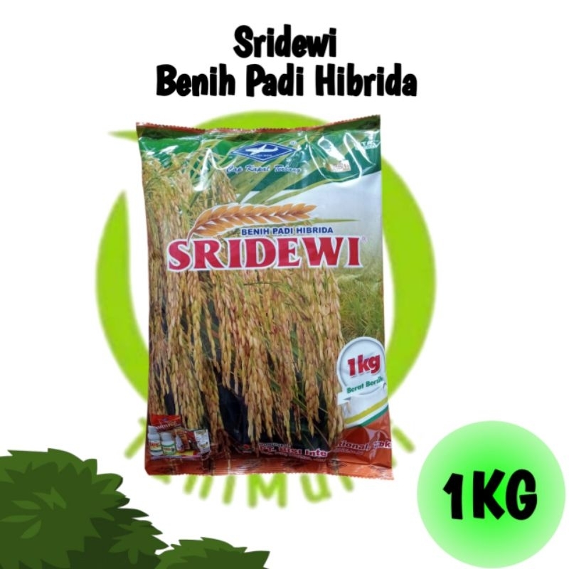 Benih Padi Hibrida Sridewi Cap Kapal Terbang #intani