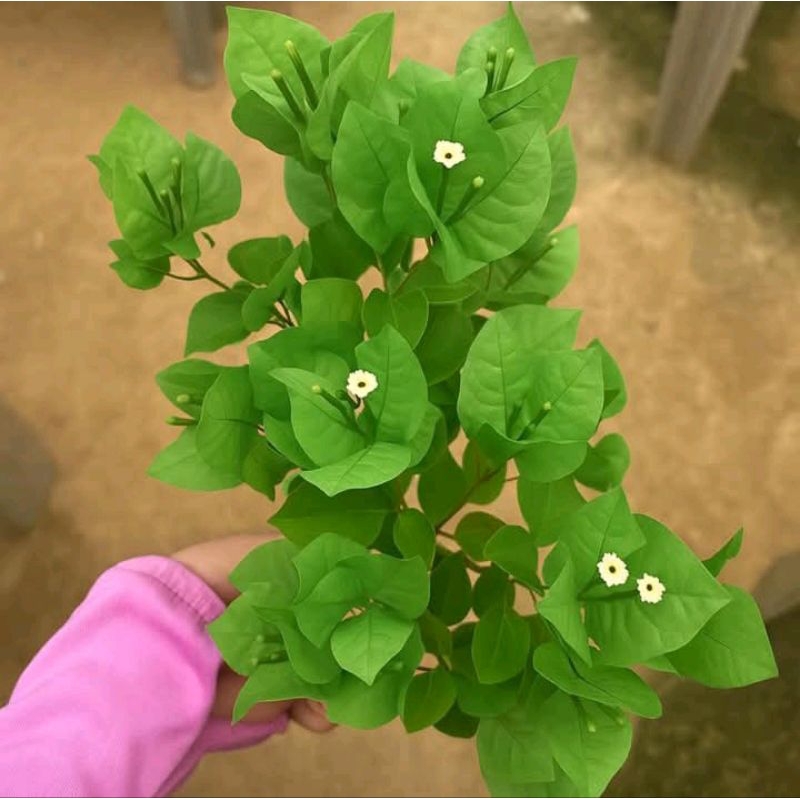 Bougenville green Angelica