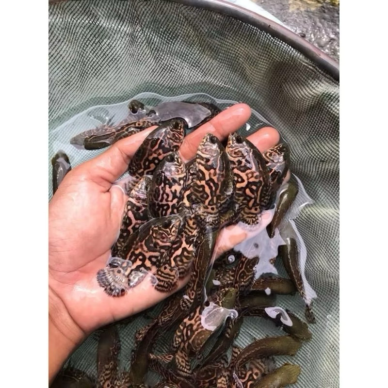 Hiasan Aquarium oscar batik (aquatic paradise)