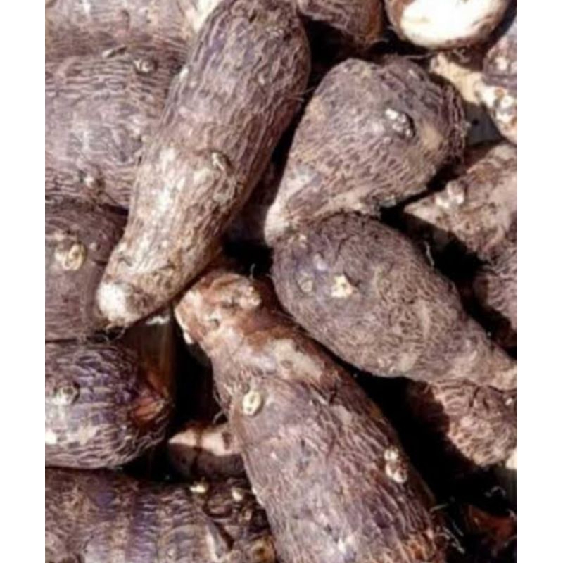 

TALAS besar segar fress 1kg