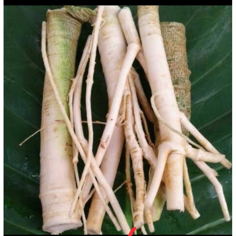 

akar pepaya segar 500gr