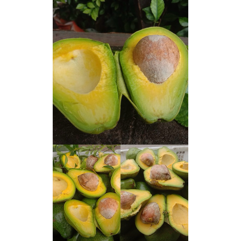 

Alpukat mentega 1kg isi 3/4