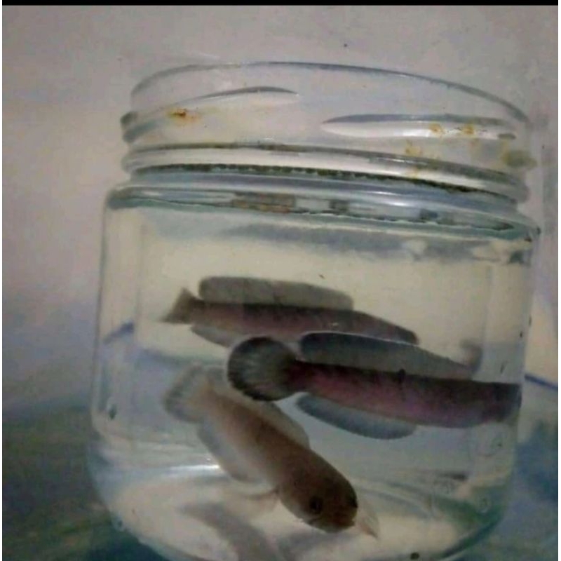 hiasan aquascpe cana limbata