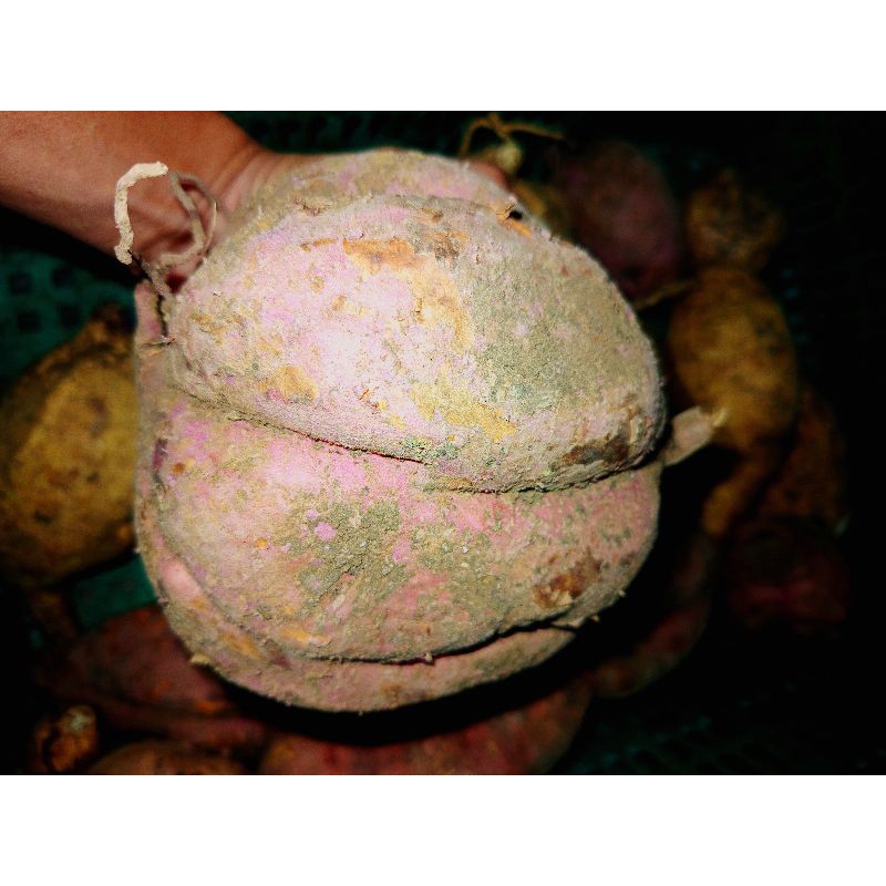 

Ubi Jalar / ubi merah