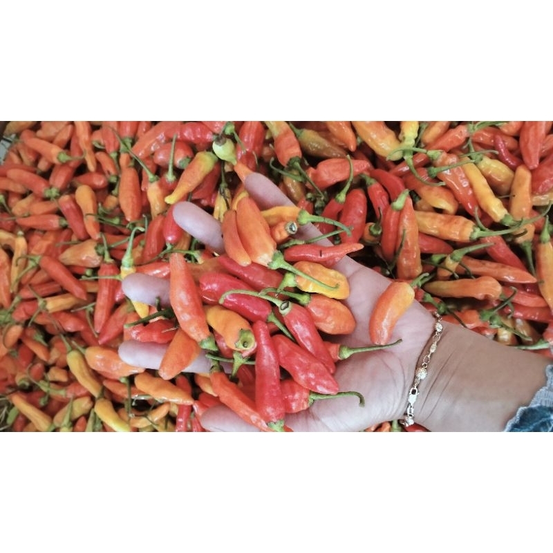 

Cabe / Cabai Rawit merah ekonomis 100gr