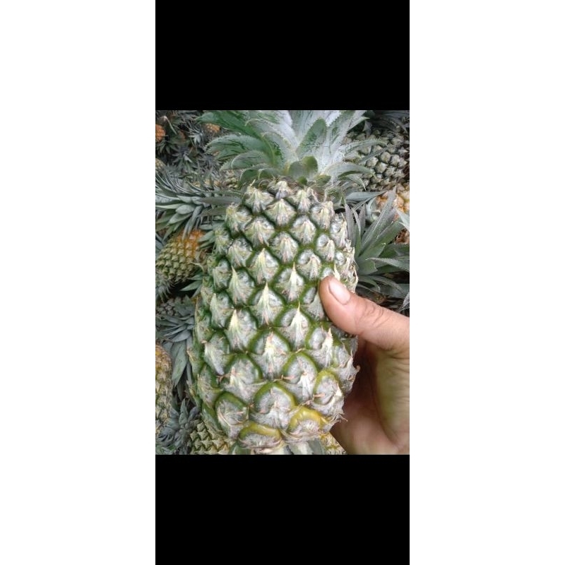 

buah nanas muda segar dan manis