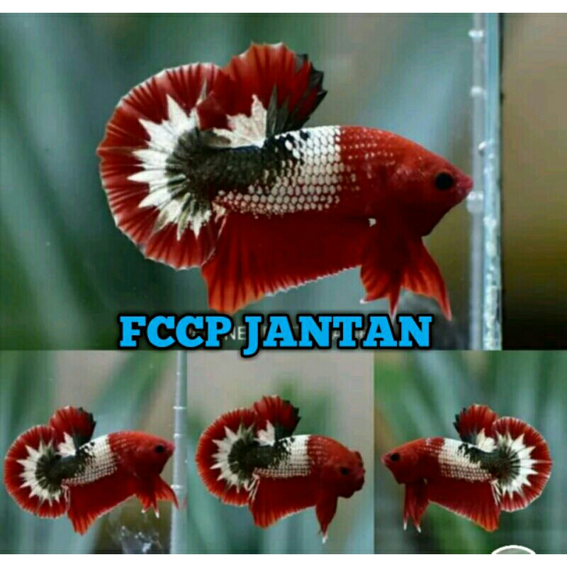 sepasang fccp red usia dewasa siap bred betina full telur
