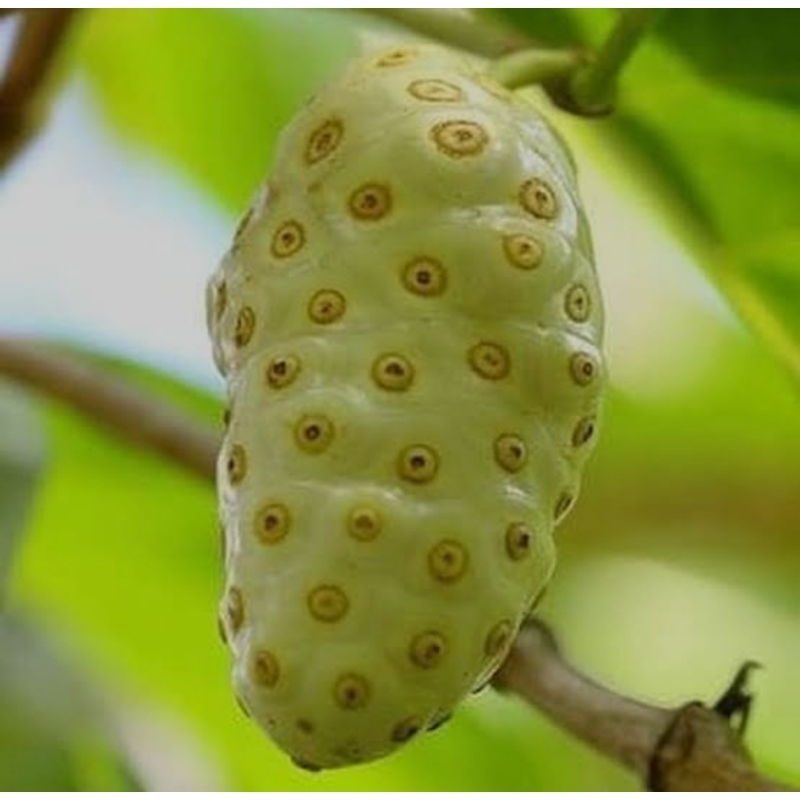 

buah mengkudu cangkudu langsung petik dari pohon press 1kg