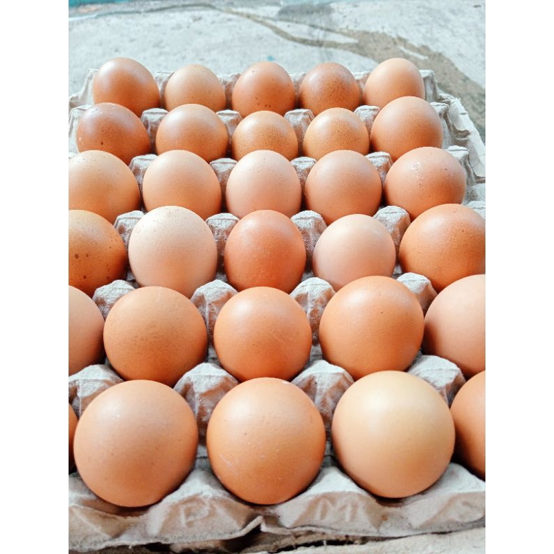 

Telur ayam Negeri 1 kotak isi 30 Butir