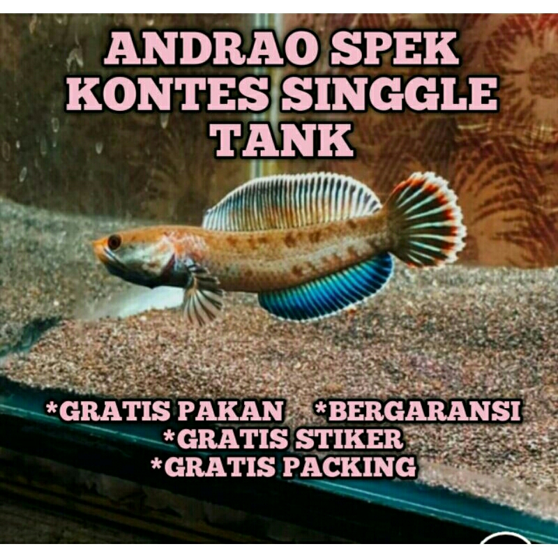 chana andrao size 4-5 cm spek kontes grade a+ mental ful