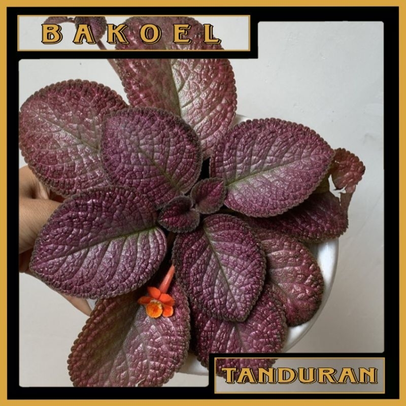 Tanaman Hias Episcia Strawberry