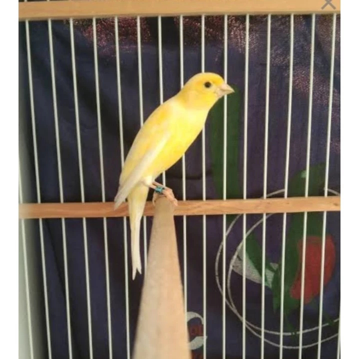 Burung Kenari F1gb Jantan Pilihan Bergaransi