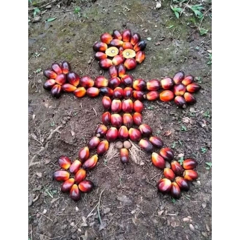 

BERODOLAN KELAPA SAWIT