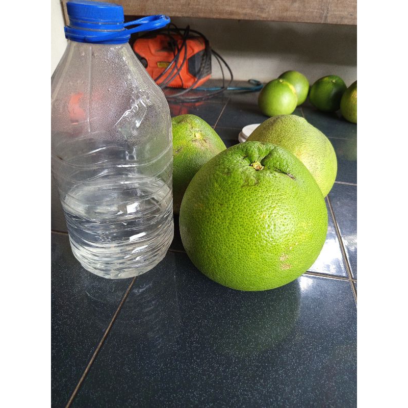 

jeruk pamelo khas lereng gunung Muria berat 1,3-1,6 kg