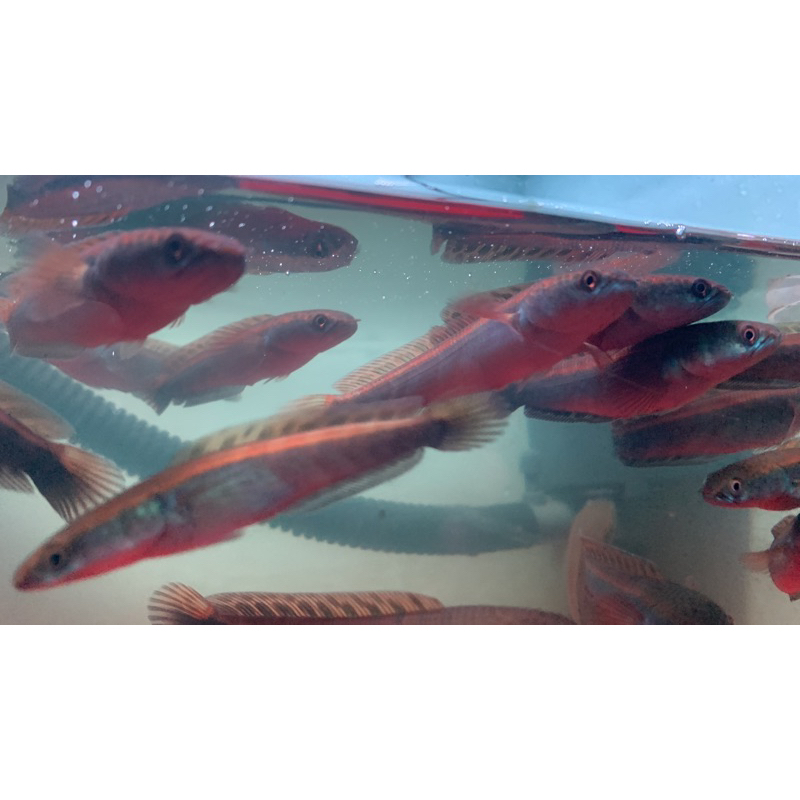 Maru Red Barito Sp.Danau Raya, Red P.Bun & Red Lantabu 7-10cm