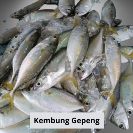 

Ikan Kembung Gepeng