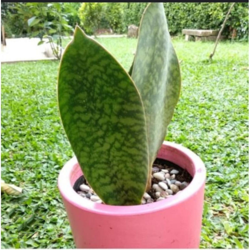 SANSEVIERIA FIN SNAKE, SANSEVIERIA CENTONG, BUNGA SANSEVIERIA, TANAMAN HIAS, BUNGA LIDAH MERTUA, LID
