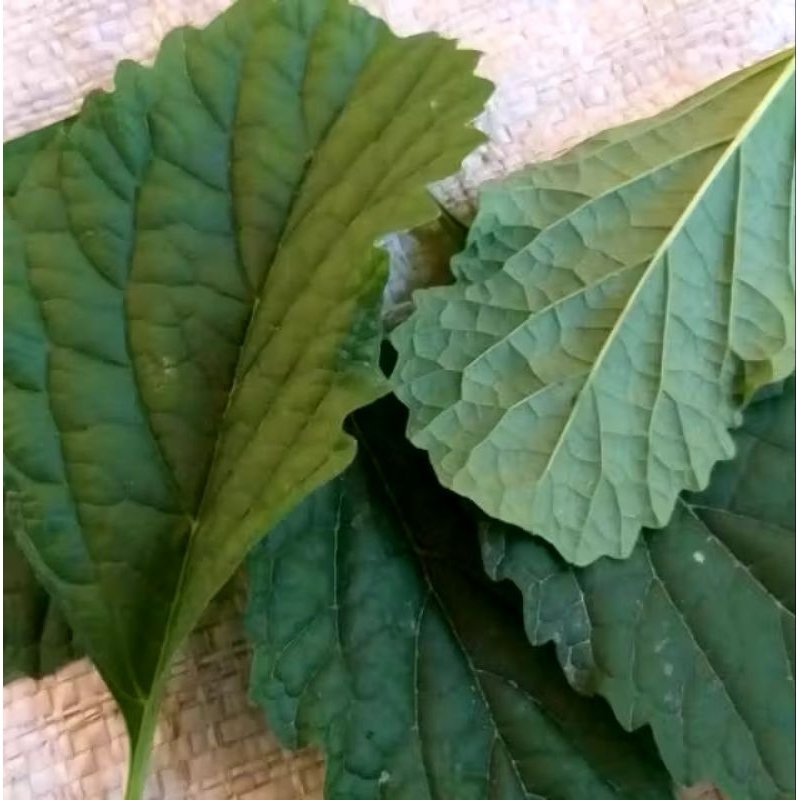 

Daun keji beling segar / pecah beling / kecibeling /lembar