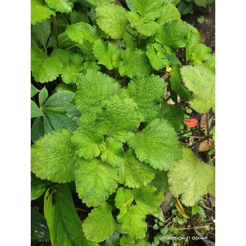 

daun torbangun segar /fresh perlembar