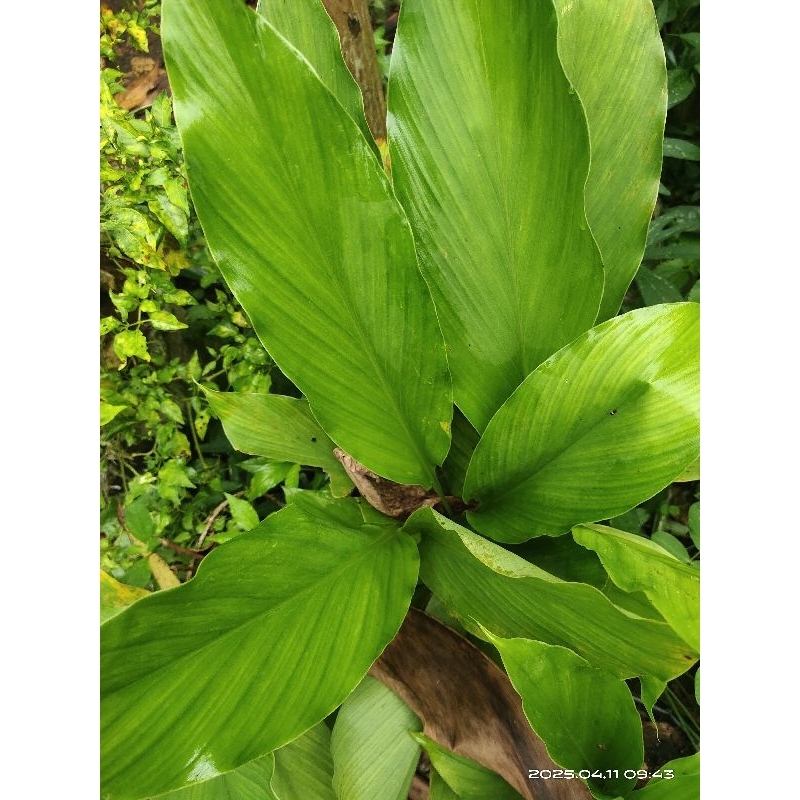 

daun kunyit perlembar fresh
