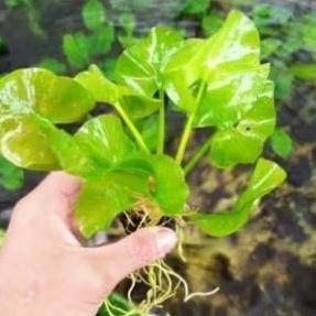 TANAMAN HIAS AQUASCAPE WATER LILY