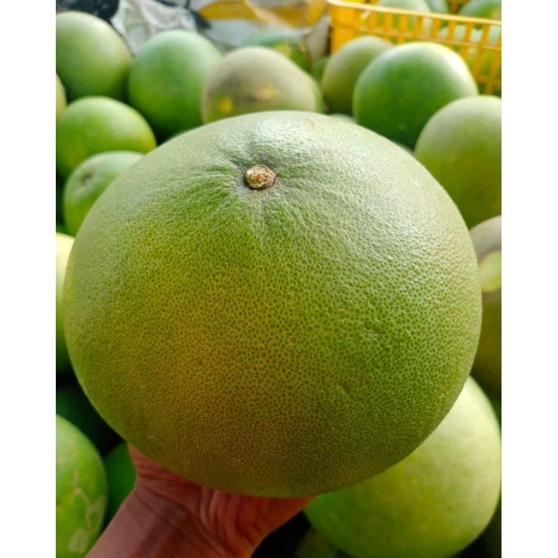 

paket hemat 3 jeruk pamelo madu muria berat 1kg - 1,3kg