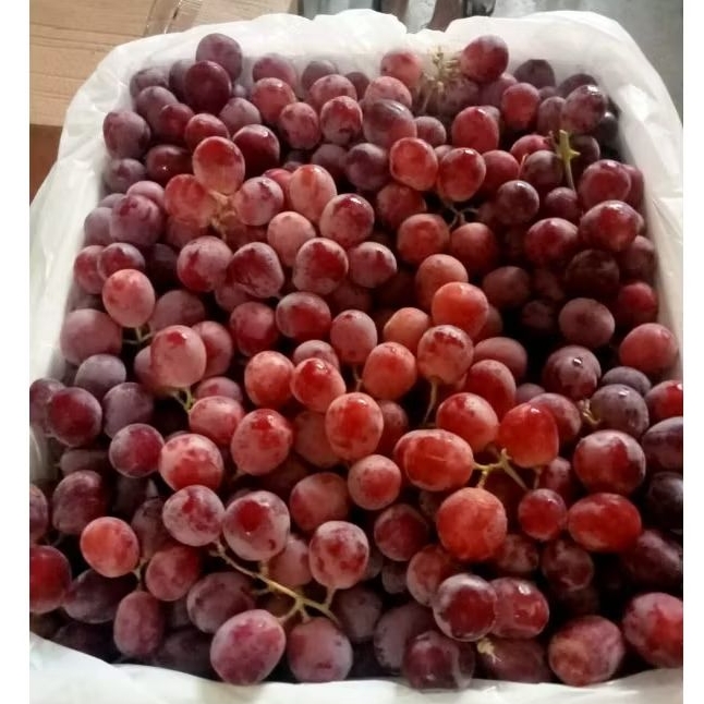 

GROSIR BUAH ANGGUR MERAH RED AUSTRALI/DUS SETROPOM 9kg