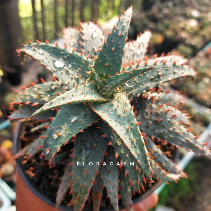 Aloe TCT Hybrid Castlevania