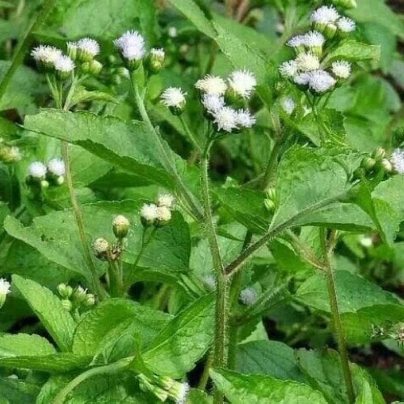 

daun babadotan segar500gr