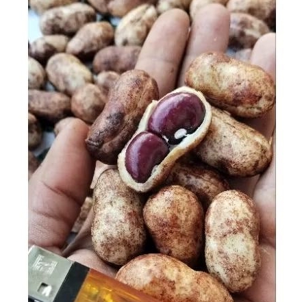 

KACANG TANAH POLONG FULL ISI DUA TUA JUMBO SUPER