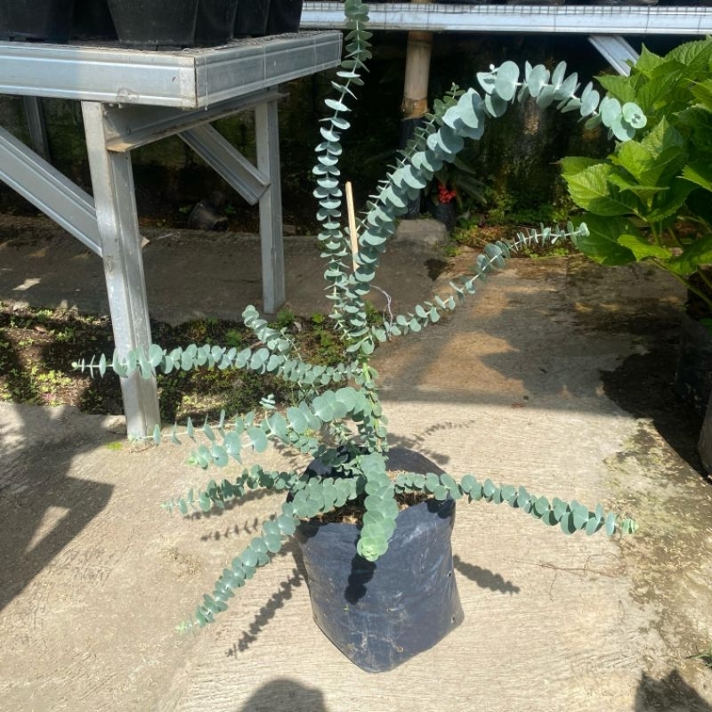 tanaman eucalyptus silver dollar