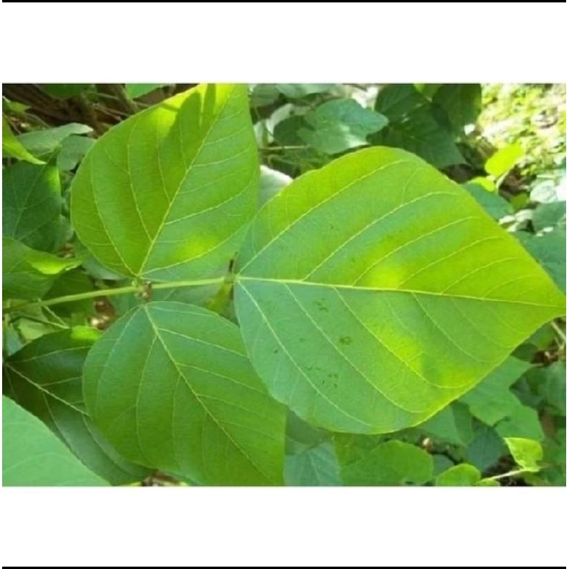 

daun dadap 100 lembar