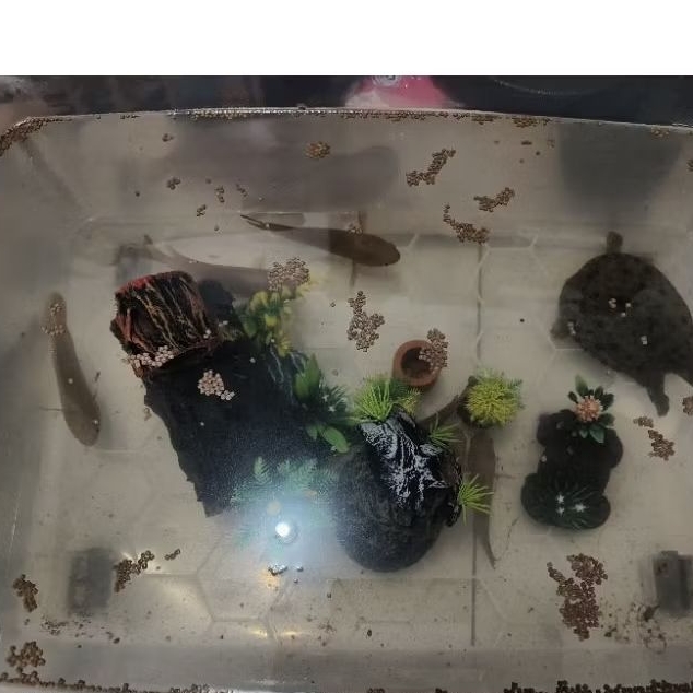 Ikan betok/ papuyu/ ikan hias hidup murah