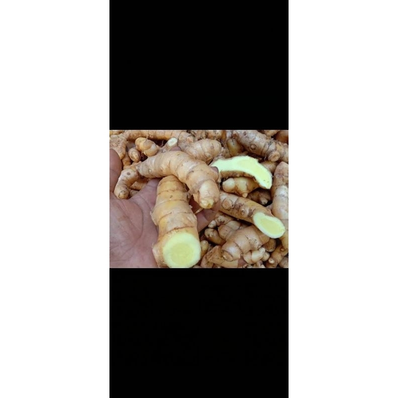 

kunyit putih segar 1kg