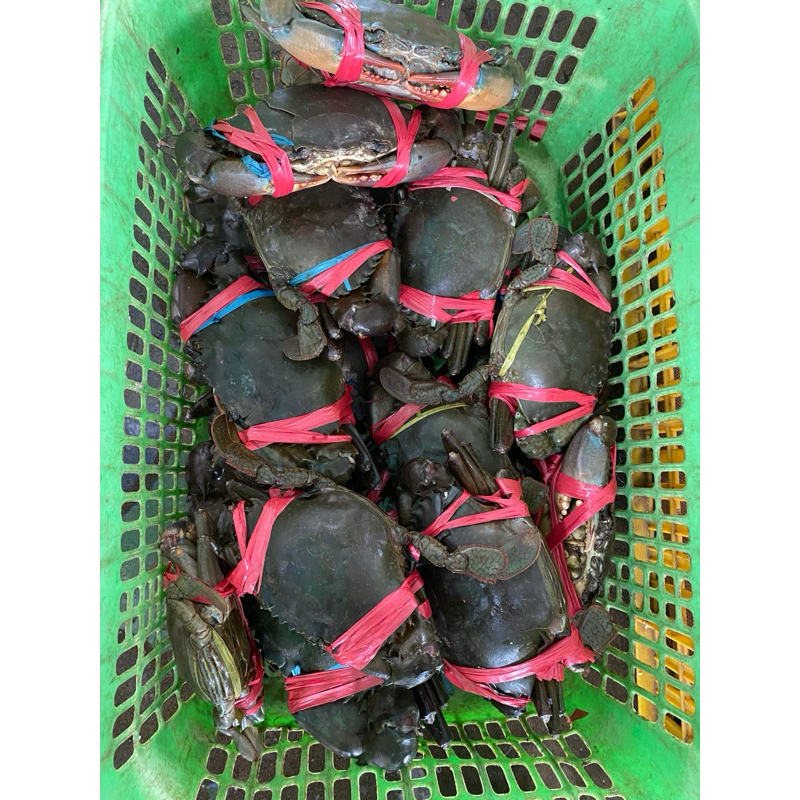 

Kepiting Fresh / Hidup - 1kg