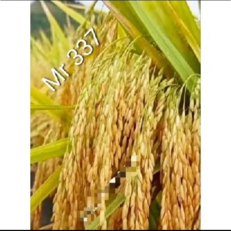 BENIH PADI MR337 SUPER UNGGUL