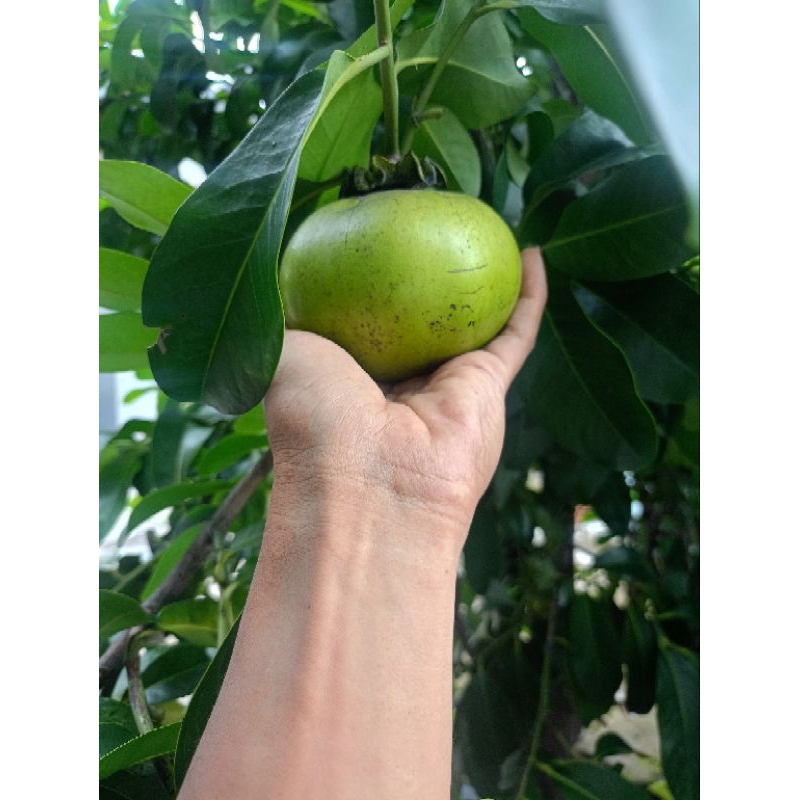 Biji black sapote