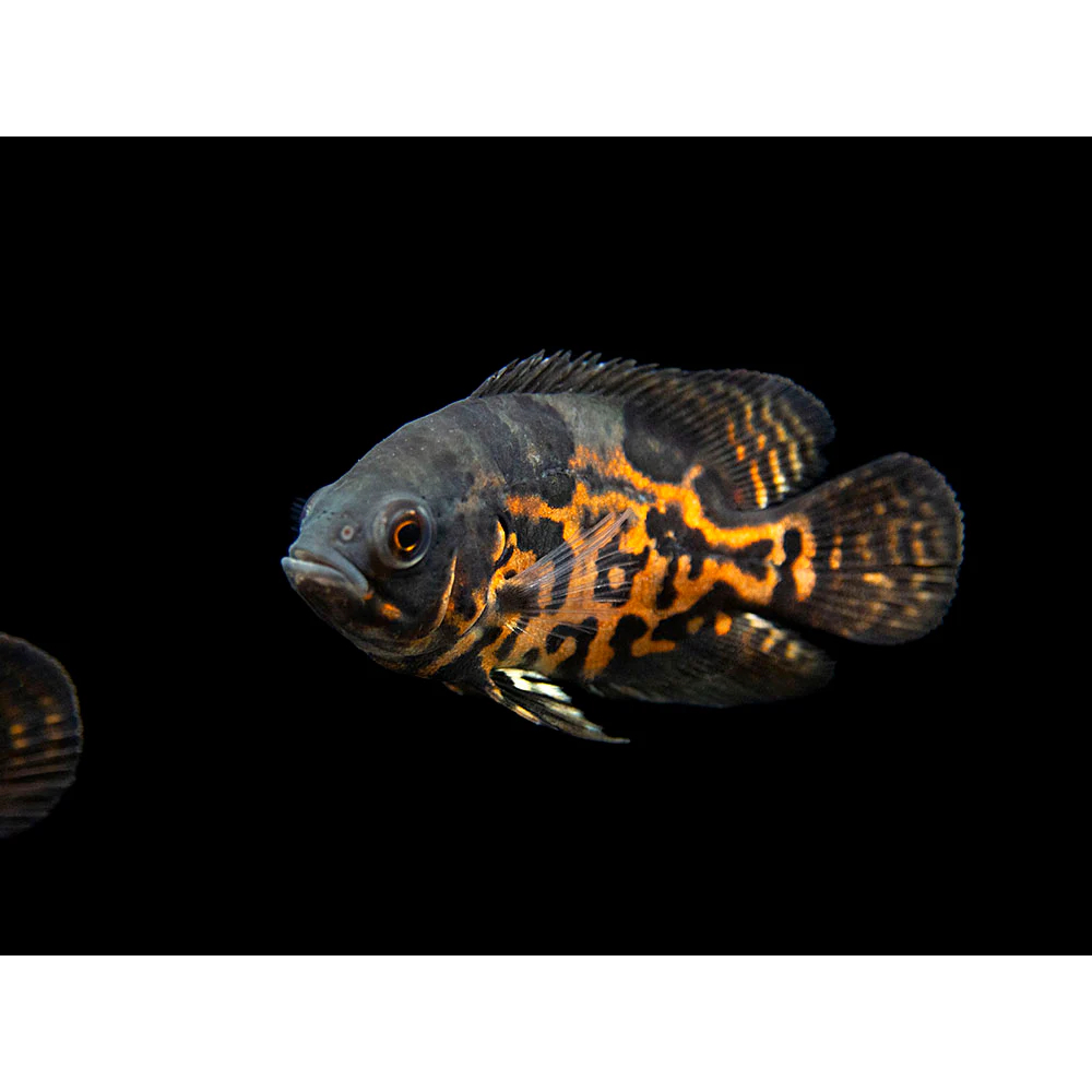 Ikan Hias Air Tawar Oscar Tiger Hitam