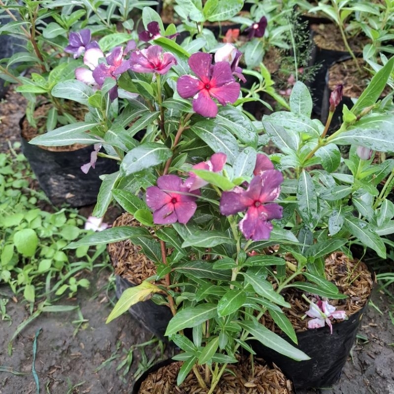Plant/tanaman-bunga(bukan biji) VINCA Periwinkle(Tapak dara) EXOTIC PURPLE import rimbun