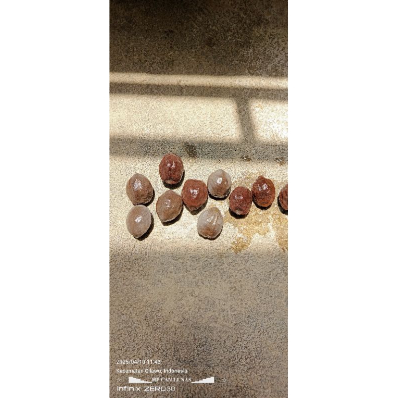 muncang/kemiri aduan jenis jalim