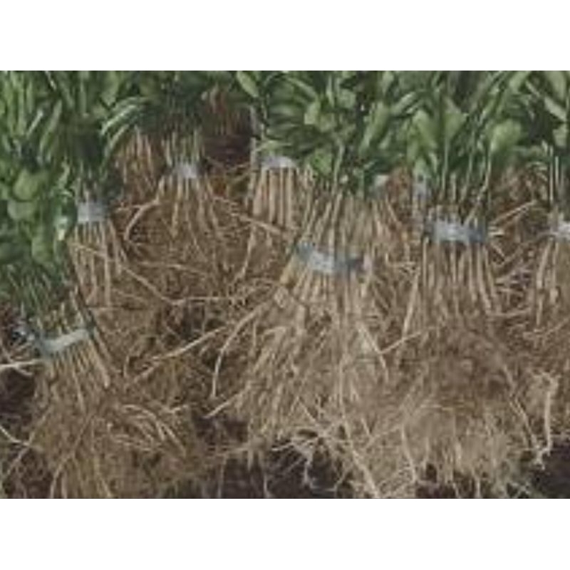 

Akar jeruk Bali segar 250 gram organik-az